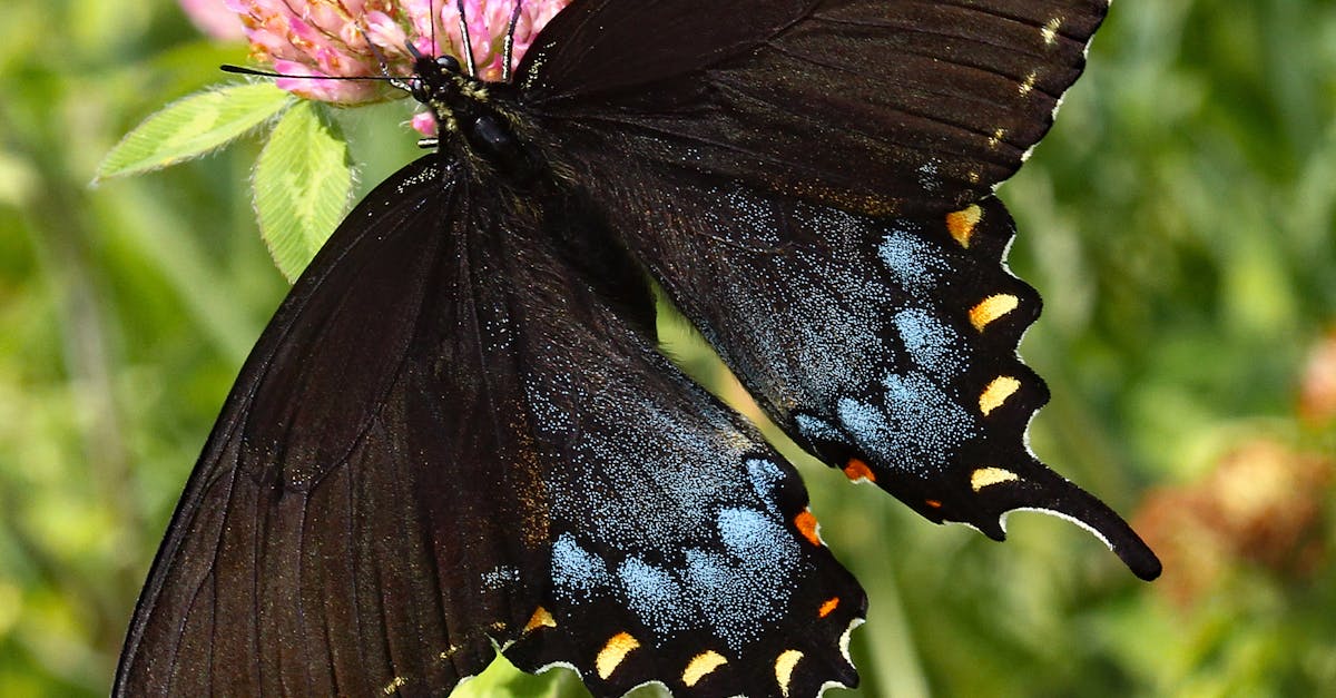 découvrez l'importance des pollinisateurs pour notre écosystème ! apprenez comment ces insectes essentiels, comme les abeilles et les papillons, contribuent à la fertilisation des plantes et à la production alimentaire. protégez notre environnement en soutenant ces acteurs clés de la biodiversité.