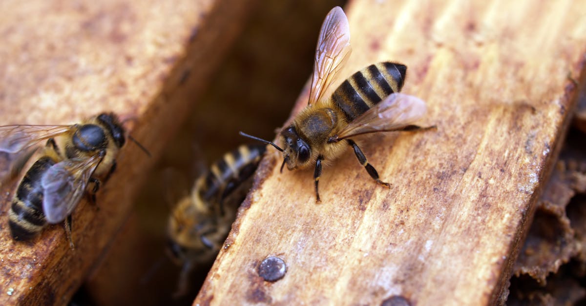 découvrez le monde fascinant des pollinisateurs, ces insectes essentiels qui jouent un rôle crucial dans la pollinisation des plantes. apprenez comment ils contribuent à la diversité des écosystèmes et à la production alimentaire, tout en découvrant des conseils pour protéger ces précieux alliés de la nature.