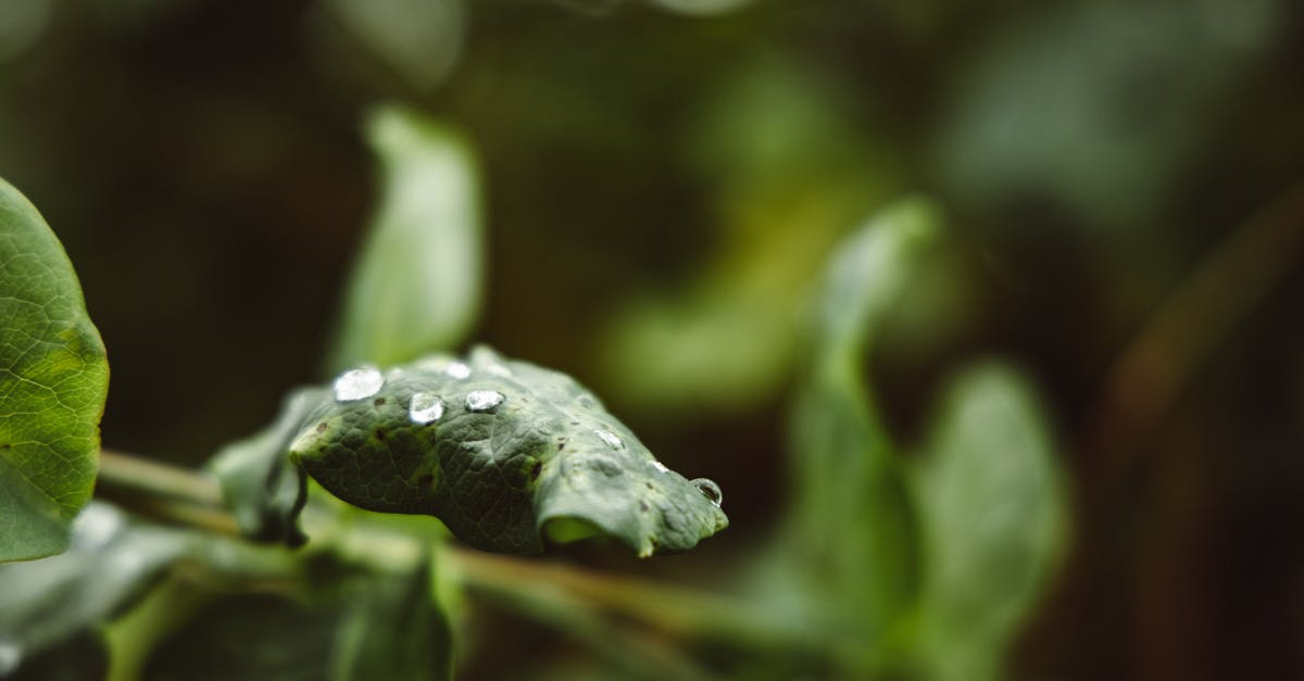 découvrez l'importance de l'eau de pluie, ses avantages pour l'environnement et les différentes méthodes de collecte et de stockage. apprenez comment récupérer cette ressource naturelle pour un usage domestique et réduire votre empreinte écologique.