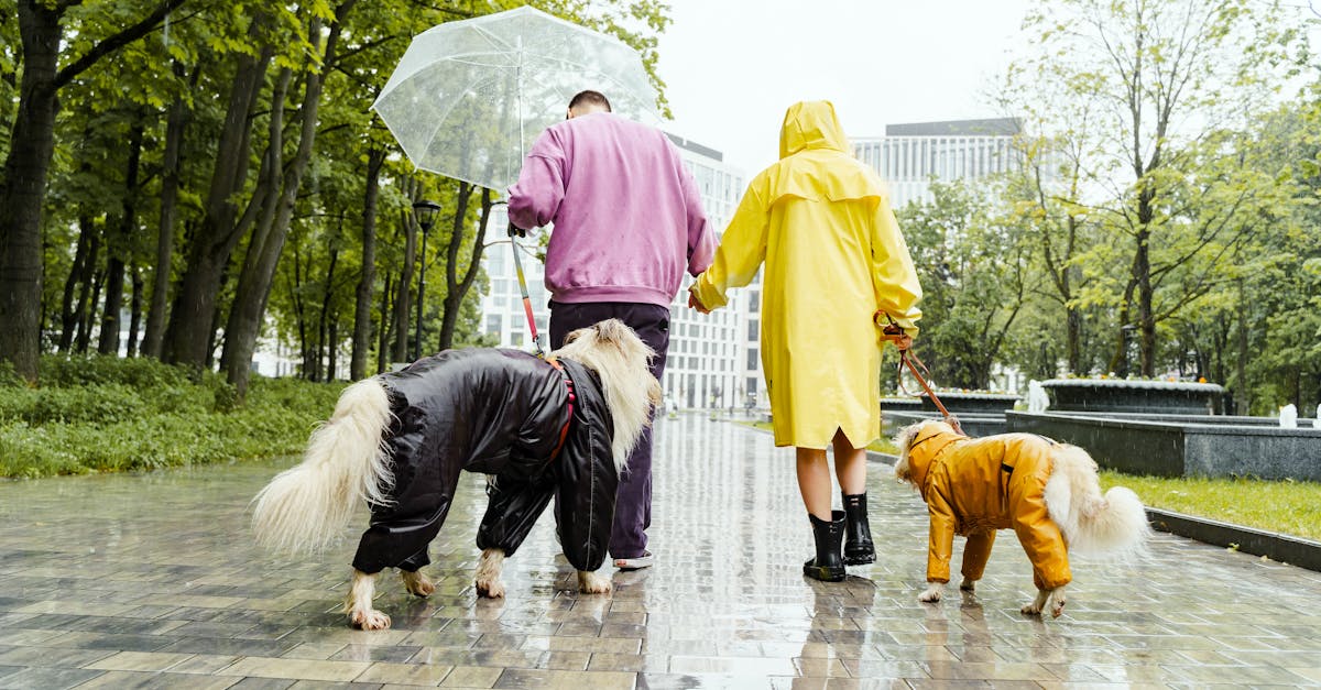 découvrez les avantages de la récolte des eaux de pluie pour un jardin durable et éco-responsable. apprenez à collecter et utiliser efficacement cette ressource précieuse pour réduire votre empreinte écologique.