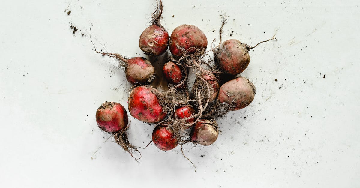 découvrez tout sur les légumes-racines : bienfaits pour la santé, recettes savoureuses et conseils de culture. explorez cet univers nutritionnel riche et savoureux qui égayera vos plats et renforcera votre bien-être.