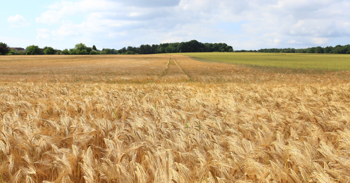 découvrez tout sur la durée de vie des graines : facteurs influençant leur viabilité, astuces pour les conserver au mieux et conseils pratiques pour optimiser leur germination. apprenez à faire durer vos semences pour des récoltes abondantes.