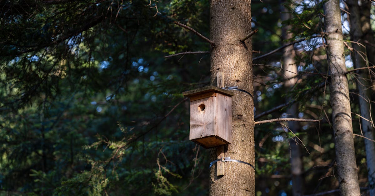 découvrez l'univers fascinant de l'ombre avec nos conseils et astuces pour optimiser l'utilisation de la lumière naturelle dans votre espace. que ce soit pour le jardin, la décoration intérieure ou la mode, apprenez à jouer avec les nuances et les contrastes pour un effet remarquable.