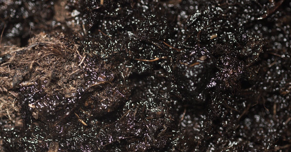 découvrez la composition du sol, un élément essentiel de notre écosystème. apprenez comment les différents minéraux, éléments organiques et micro-organismes interagissent pour nourrir les plantes et maintenir la santé de notre environnement.