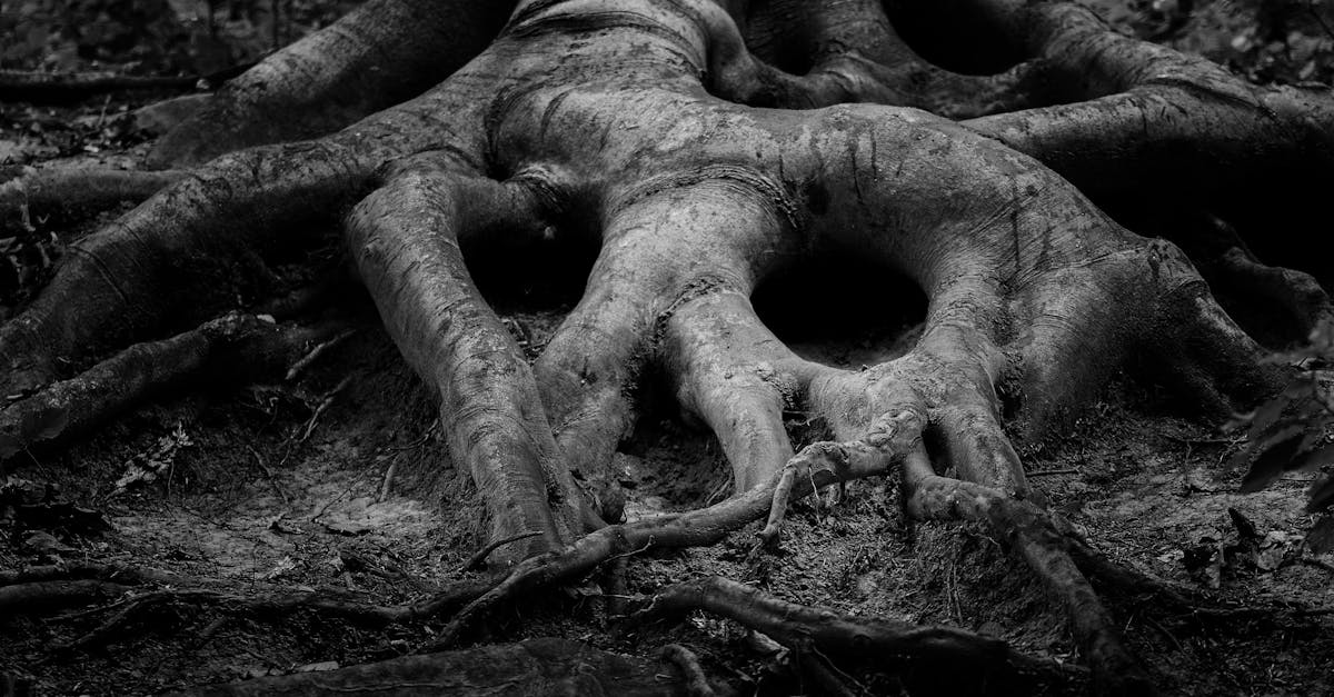 découvrez la composition du sol : un mélange complexe de minéraux, d'organismes vivants et de matière organique qui influence la santé des plantes et l'écosystème. apprenez l'importance de la texture, de la structure et des éléments nutritifs dans la fertilité des terres.