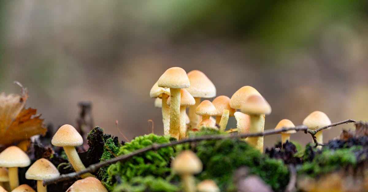 découvrez l'importance de la santé des sols pour une agriculture durable et la préservation de notre environnement. apprenez comment améliorer la qualité des sols, favoriser la biodiversité et optimiser la production alimentaire tout en préservant les ressources naturelles.