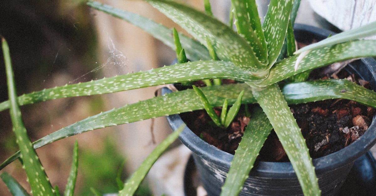 découvrez les techniques innovantes de remédiation des sols pour restaurer et revitaliser les terrains contaminés. apprenez comment assainir efficacement votre environnement et favoriser une agriculture durable grâce à des méthodes de nettoyage écologiques.