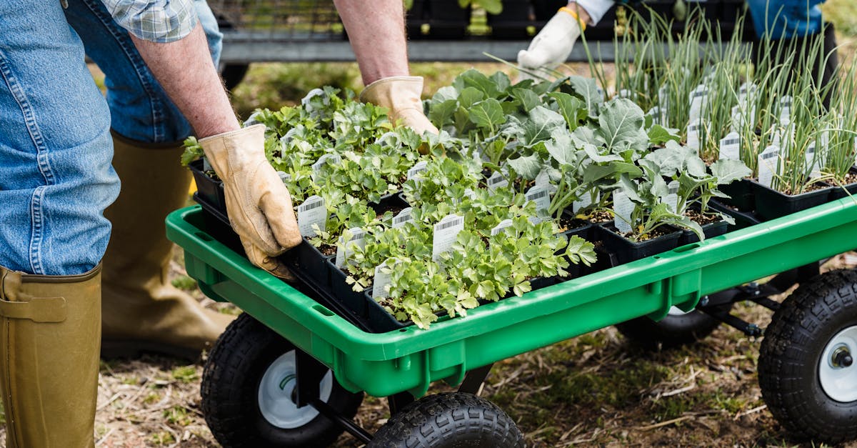 découvrez la fraîcheur des légumes de printemps dans notre sélection délicieuse et variée. profitez des recettes, conseils et astuces pour cuisiner ces trésors de saison, riches en saveurs et en nutriments.