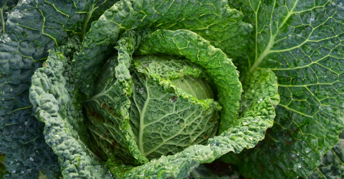 découvrez la fraîcheur et la diversité des légumes de printemps. profitez de recettes savoureuses et de conseils pour tirer le meilleur parti de ces délices saisonniers et enrichir vos plats de couleurs et de saveurs.