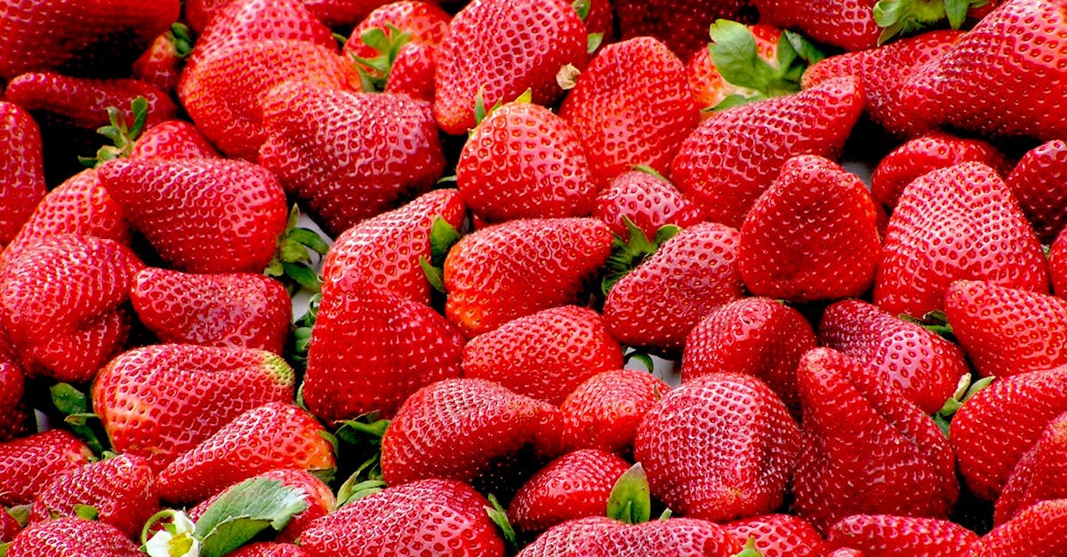 découvrez l'univers succulent des fraises ! apprenez tout sur leurs bienfaits, leurs variétés et comment les déguster. un voyage gourmand au cœur des saveurs estivales vous attend.