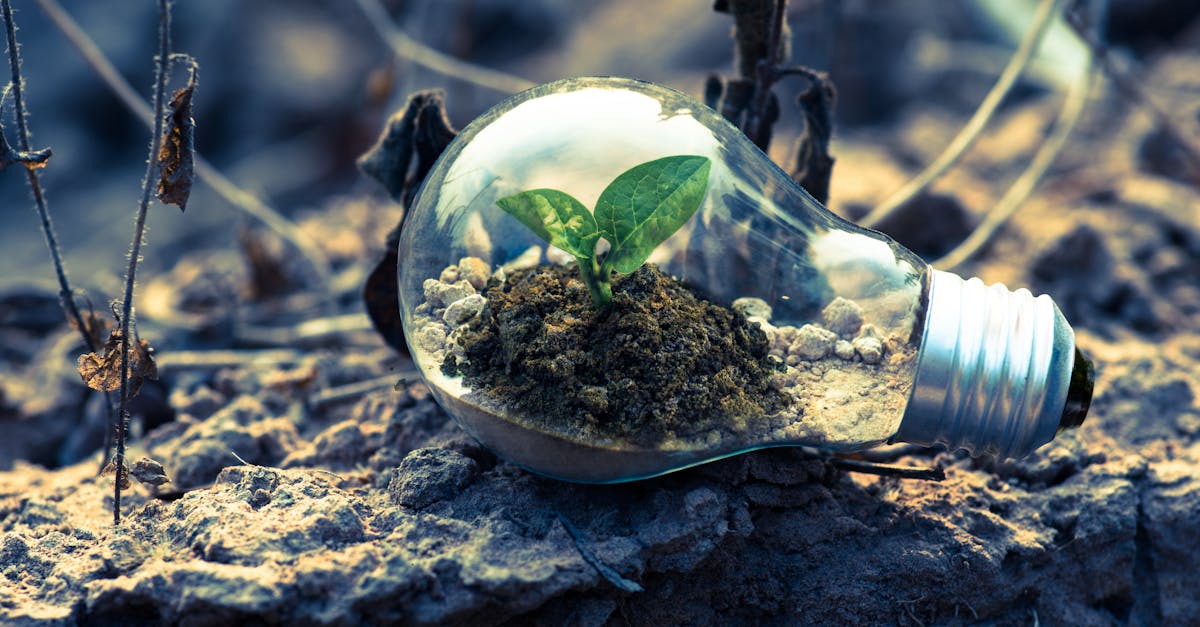 découvrez l'importance de la durabilité dans notre monde moderne. apprenez comment adopter des pratiques éco-responsables et contribuer à la protection de l'environnement pour un avenir meilleur.