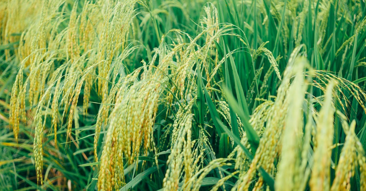découvrez l'agriculture durable, une approche écoresponsable qui préserve les ressources naturelles tout en optimisant la production alimentaire. apprenez les techniques innovantes et les pratiques respectueuses de l'environnement pour un avenir agricole viable et soutenable.