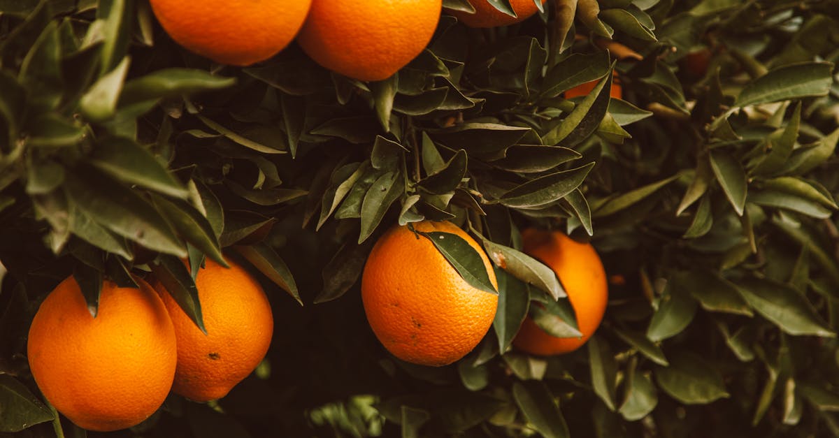 découvrez comment créer un jardin durable qui respecte l'environnement et favorise la biodiversité. apprenez des astuces pratiques pour cultiver des plantes, utiliser des ressources naturelles et réduire votre empreinte carbone tout en profitant d'un espace vert magnifique.