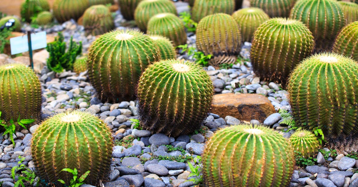 découvrez comment créer un jardin durable qui respecte l'environnement tout en offrant une beauté naturelle. apprenez des techniques de jardinage écoresponsables, choisissez des plantes locales et adoptez des pratiques qui favorisent la biodiversité. transformez votre espace extérieur en un havre de paix écologique.