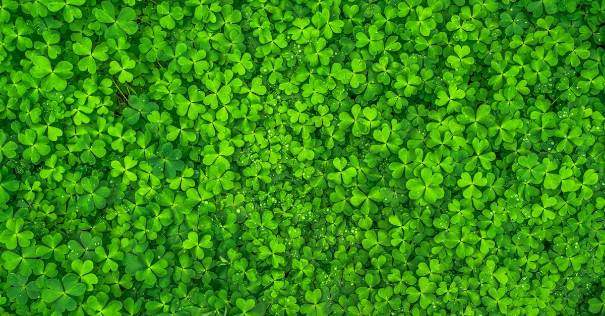 découvrez comment créer un jardin durable qui respecte l'environnement tout en offrant une beauté naturelle. apprenez des techniques de jardinage écoresponsables et choisissez des plantes adaptées pour un écosystème florissant.