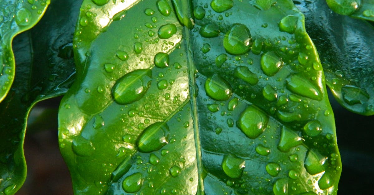 découvrez comment créer un jardin durable qui respecte l'environnement et favorise la biodiversité. apprenez des techniques de jardinage écologique, choisissez des plantes adaptées et découvrez des astuces pour réduire votre empreinte carbone tout en embellissant votre espace extérieur.
