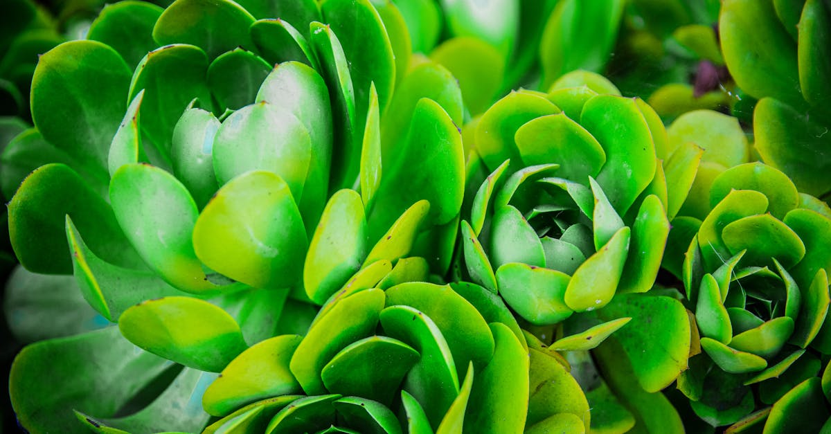 découvrez l'art du jardinage durable et apprenez à cultiver votre espace extérieur de manière responsable. adoptez des pratiques écoresponsables pour préserver la nature tout en profitant d'un jardin florissant et productif.