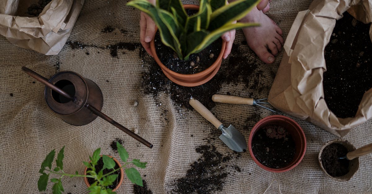 découvrez l'art du jardinage durable : conseils et astuces pour cultiver un jardin respectueux de l'environnement, favoriser la biodiversité et promouvoir des pratiques écologiques. apprenez à allier beauté et durabilité dans votre espace vert.