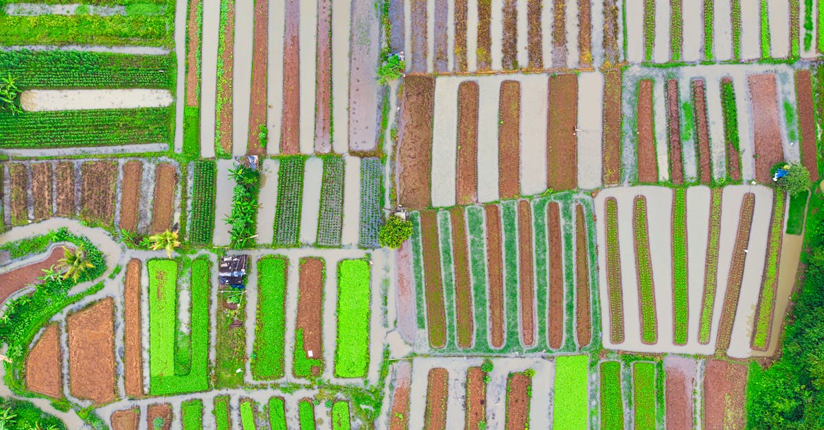 découvrez les pratiques de l'agriculture traditionnelle, un retour aux sources qui valorise la biodiversité, les savoir-faire ancestraux et le respect de l'environnement. apprenez comment ces méthodes durables contribuent à une alimentation saine et à la préservation des écosystèmes.