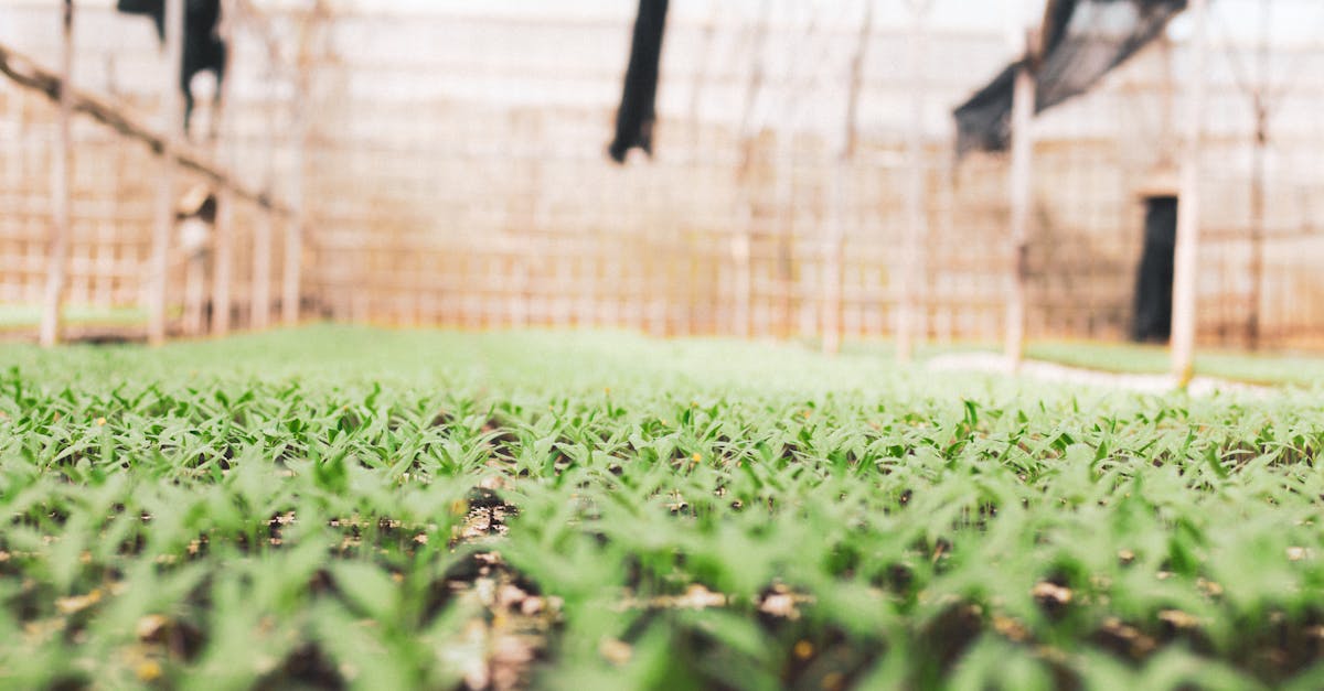 découvrez l'urban gardening, une pratique écologique qui vous permet de cultiver des plantes en milieu urbain. apprenez à optimiser votre espace, à choisir les bonnes plantes et à créer un oasis de verdure en pleine ville.