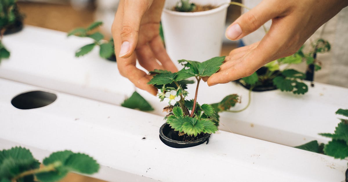 découvrez l'art du jardinage urbain : transformez votre balcon ou votre petit espace en un oasis verdoyant. apprenez des astuces pratiques pour cultiver vos propres fruits, légumes et herbes en ville. faites de votre environnement urbain un lieu de verdure et de durabilité.