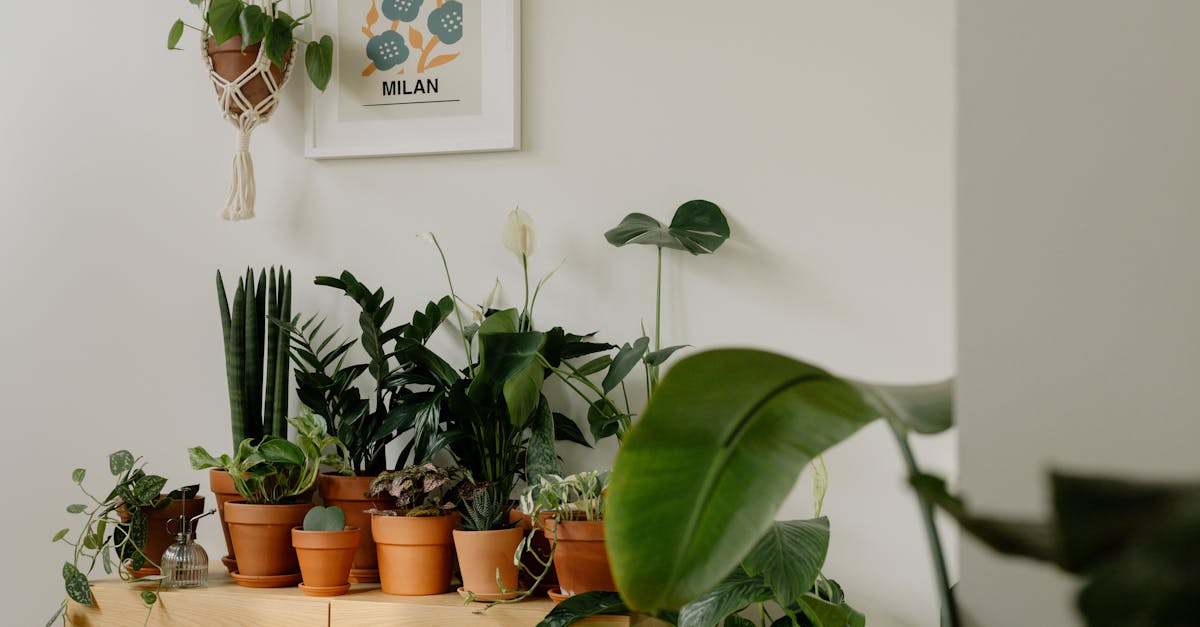 découvrez l'univers du jardinage urbain : des conseils pratiques pour cultiver des plantes, des légumes et des herbes aromatiques en milieu urbain. transformez votre balcon ou votre terrasse en un espace verdoyant et durable, tout en découvrant les bienfaits de la nature en ville.