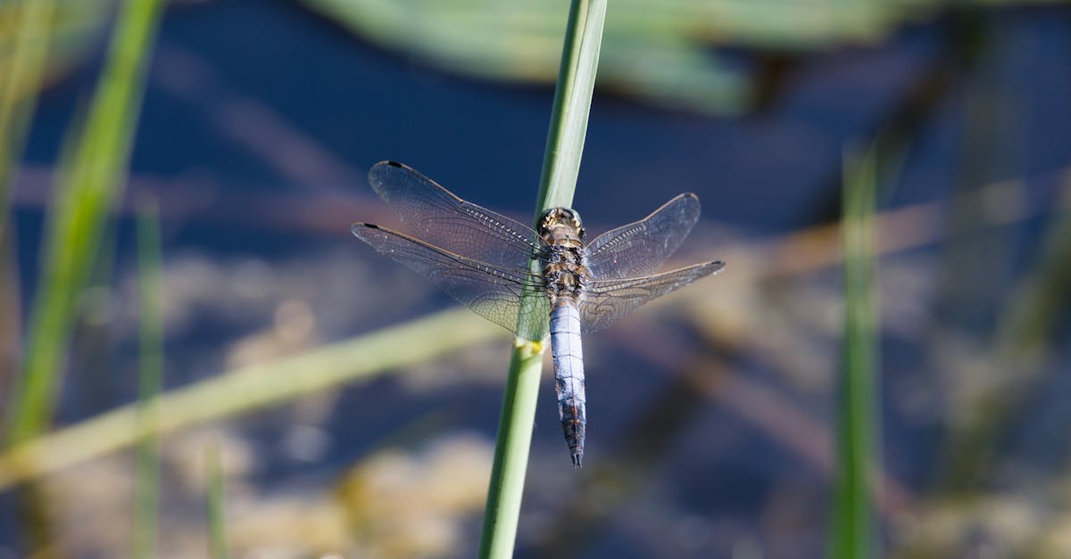 découvrez l'importance des zones humides : ces écosystèmes riches en biodiversité jouent un rôle crucial dans la préservation de l'environnement, la régulation des eaux et la lutte contre le changement climatique.