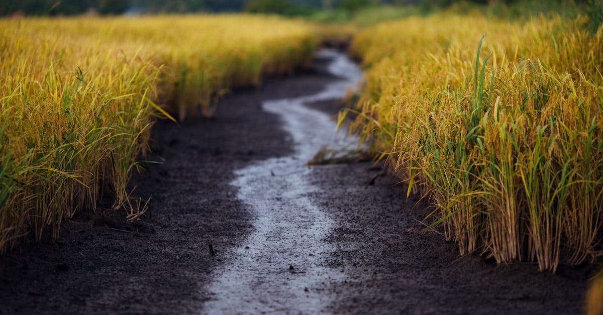 découvrez l'importance des zones humides pour la biodiversité et l'environnement. apprenez comment ces écosystèmes uniques préservent l'eau, abritent des espèces variées et jouent un rôle crucial dans la lutte contre le changement climatique.