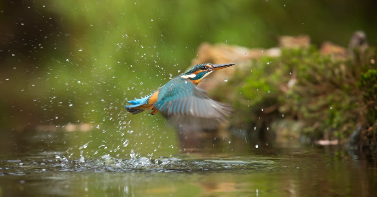 découvrez la beauté et la diversité de la faune sauvage à travers le monde. plongez dans des paysages époustouflants et observez les comportements fascinants des animaux dans leur habitat naturel. explorez des espèces menacées et apprenez l'importance de la conservation de la biodiversité.
